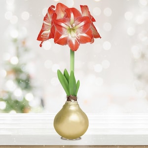 Garden State Bulb Minerva Waxed Amaryllis Flower Bulb, 30/32cm (Champagne Wax)