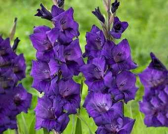 Garden State Bulb Purple Flora Gladiolus Flower Bulbs, 12/14cm, Spring Planting