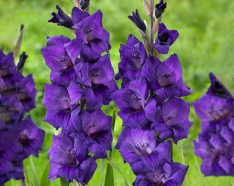 Garden State Bulb Purple Flora Gladiolus Flower Bulbs, 12/14cm, Spring Planting