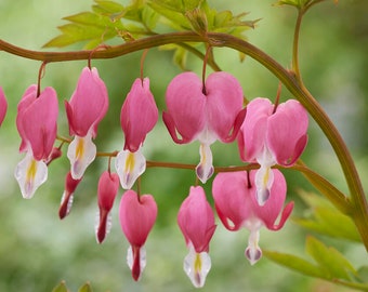 Garden State Bulb Bleeding Heart Dicentra Spectabilis, Flowers for Spring/Summer Planting
