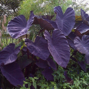May include: A cluster of large, dark purple elephant ear plants with prominent, heart-shaped leaves. The leaves have a textured surface and are set against a backdrop of green foliage and tall grasses. The plant's stems are a deep reddish-purple.