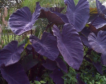Black Magic Elephant Ear Bulb, Garden State Bulb, Tropical Foliage