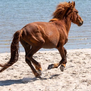 Wild Horse, Horse, Shackleford Banks, Outer Banks, North Carolina