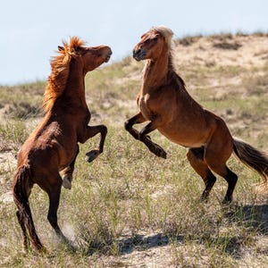 Wild Horse, Horse, Shackleford Banks, Outer Banks, North Carolina