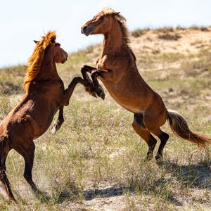 Wild Horse, Horse, Shackleford Banks, Outer Banks, North Carolina