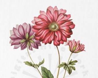 Ilustración botánica vintage PNG Descarga digital: flores, jardín, collages, invitaciones, manualidades, álbumes de recortes, imprimibles, pintura