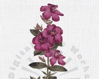Vintage Purple Flower Botanical Illustration – PNG Digital Download