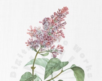 Illustrazione botanica vintage PNG Download digitale - floreale, giardino, collage, inviti, artigianato, scrapbooking, stampabile, pittura