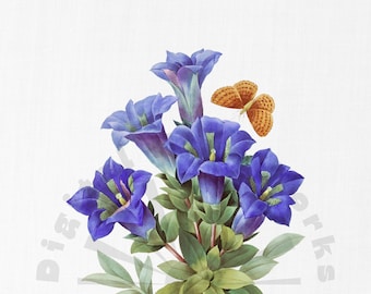 Vintage Purple Gentian Flower Illustration – Botanical PNG (Digital Download)