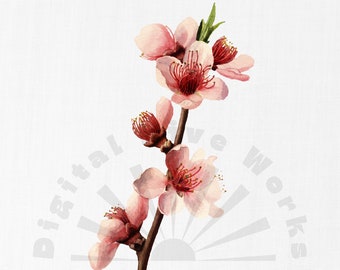 Ilustración botánica vintage de flores de cerezo – Imágenes prediseñadas de flores para imprimir (descarga digital)
