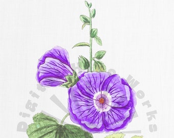 Vintage Purple Flower Botanical Illustration – Floral PNG (Digital Download)