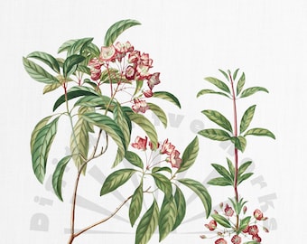 Vintage Botanical Illustration PNG Digital Download - flowers, garden, collages, invitations, crafts, scrapbooking, printable