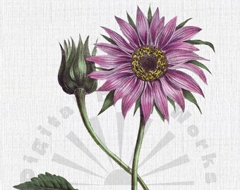 Vintage Purple Flower Botanical Illustration – Printable Floral Art (Digital Download)