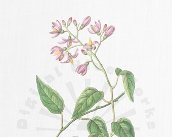 Vintage Botanical Illustration PNG Digital Download - flowers, garden, collages, invitations, crafts, scrapbooking, printable