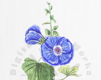 Illustrazione botanica vintage di un fiore blu – Immagine PNG floreale (download digitale)