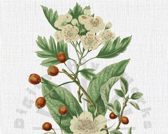 Vintage Botanical Illustration PNG Digital Download - flowers, garden, collages, invitations, crafts, scrapbooking, printable