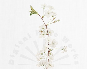 Ilustración botánica vintage de flor de manzano – PNG floral imprimible (descarga digital)