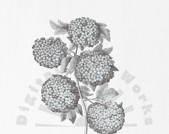 Vintage "Fiore di sambuco" Illustrazione botanica PNG Download digitale - fiori, giardino, collage, inviti, artigianato, scrapbooking
