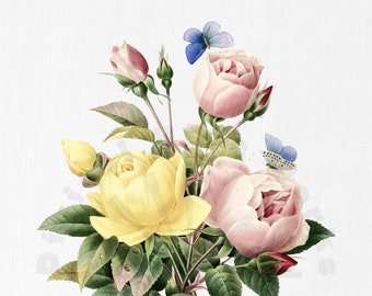 Vintage Roses Ilustración botánica PNG Descarga digital - flores, jardín, collages, invitaciones, manualidades, scrapbooking, imprimible