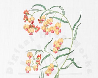 Vintage Botanical Illustration PNG Digital Download - flowers, garden, collages, invitations, crafts, scrapbooking, printable