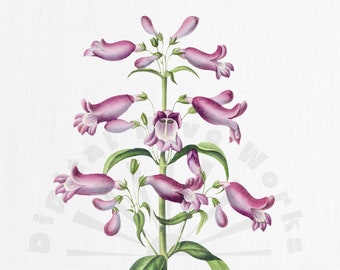 Purple Vintage Botanical Illustration PNG Digital Download - flowers, garden, collages, invitations, crafts, scrapbooking, printable