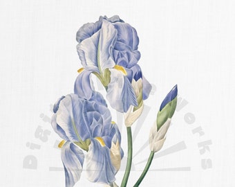 Vintage Botanical Illustration PNG Download digitale - fiori, giardino, collage, inviti, artigianato, scrapbooking, fiori blu