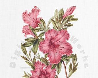 Ilustración botánica floral vintage PNG Descarga digital - flores, jardín, collages, invitaciones, manualidades, álbumes de recortes, imprimibles