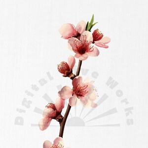 Vintage Cherry Blossom Botanical Illustration PNG Digital Download - flower, garden, collages, invitations, crafts, scrapbooking, printable