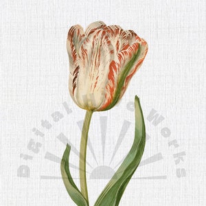Vintage Botanical Illustration PNG Digital Download - flowers, garden, collages, invitations, crafts, scrapbooking, printable