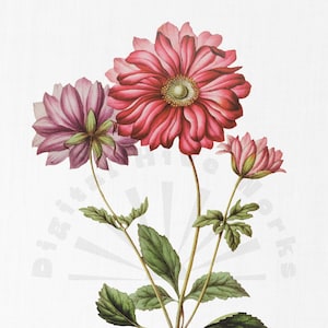 Vintage Botanical Illustration PNG Digital Download - flowers, garden, collages, invitations, crafts, scrapbooking, printable, painting