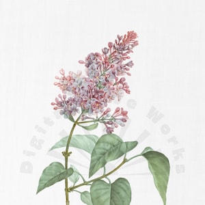Vintage Botanical Illustration PNG Digital Download - floral, garden, collages, invitations, crafts, scrapbooking, printable, painting