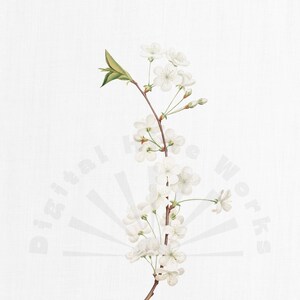 Vintage "Apple Blossom" Ilustração botânica PNG Download digital - flores, jardim, colagem, convites, artesanato, scrapbooking, para impressão