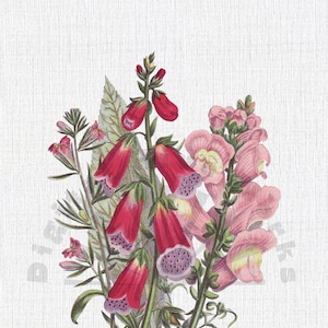 Vintage Fingerhut botanische Illustration PNG digitaler Download - Blumen, Garten, Collagen, Einladungen, Handwerk, scrapbooking, printable