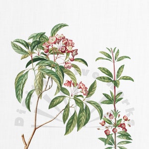 Vintage Botanical Illustration PNG Digital Download - flowers, garden, collages, invitations, crafts, scrapbooking, printable