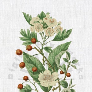 Vintage Botanical Illustration PNG Digital Download - flowers, garden, collages, invitations, crafts, scrapbooking, printable