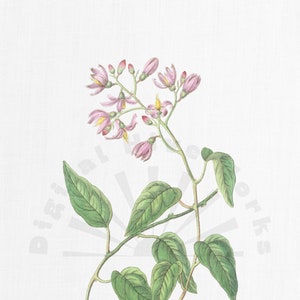 Vintage Botanical Illustration PNG Digital Download - flowers, garden, collages, invitations, crafts, scrapbooking, printable