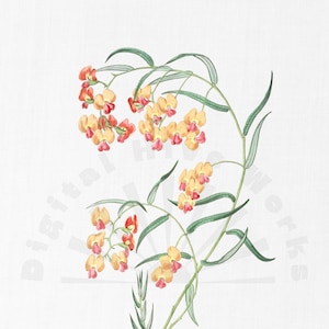 Vintage Botanical Illustration PNG Digital Download - flowers, garden, collages, invitations, crafts, scrapbooking, printable