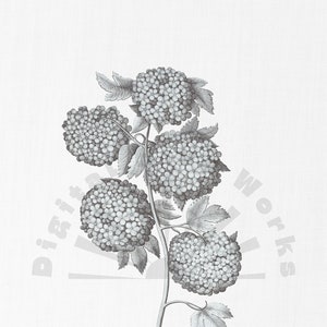 Vintage &quot;Elderberry Flower&quot; Botanical Illustration PNG Digital Download - flowers, garden, collages, invitations, crafts, scrapbooking