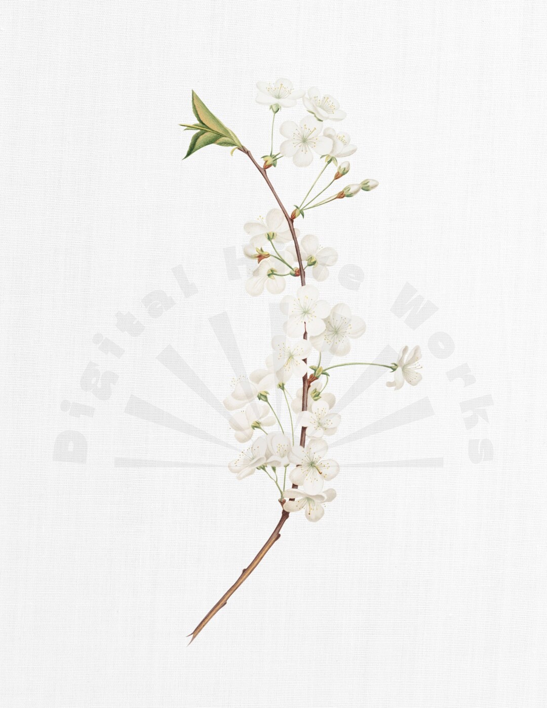 Vintage Apple Blossom Botanical Illustration – Printable Floral PNG ...