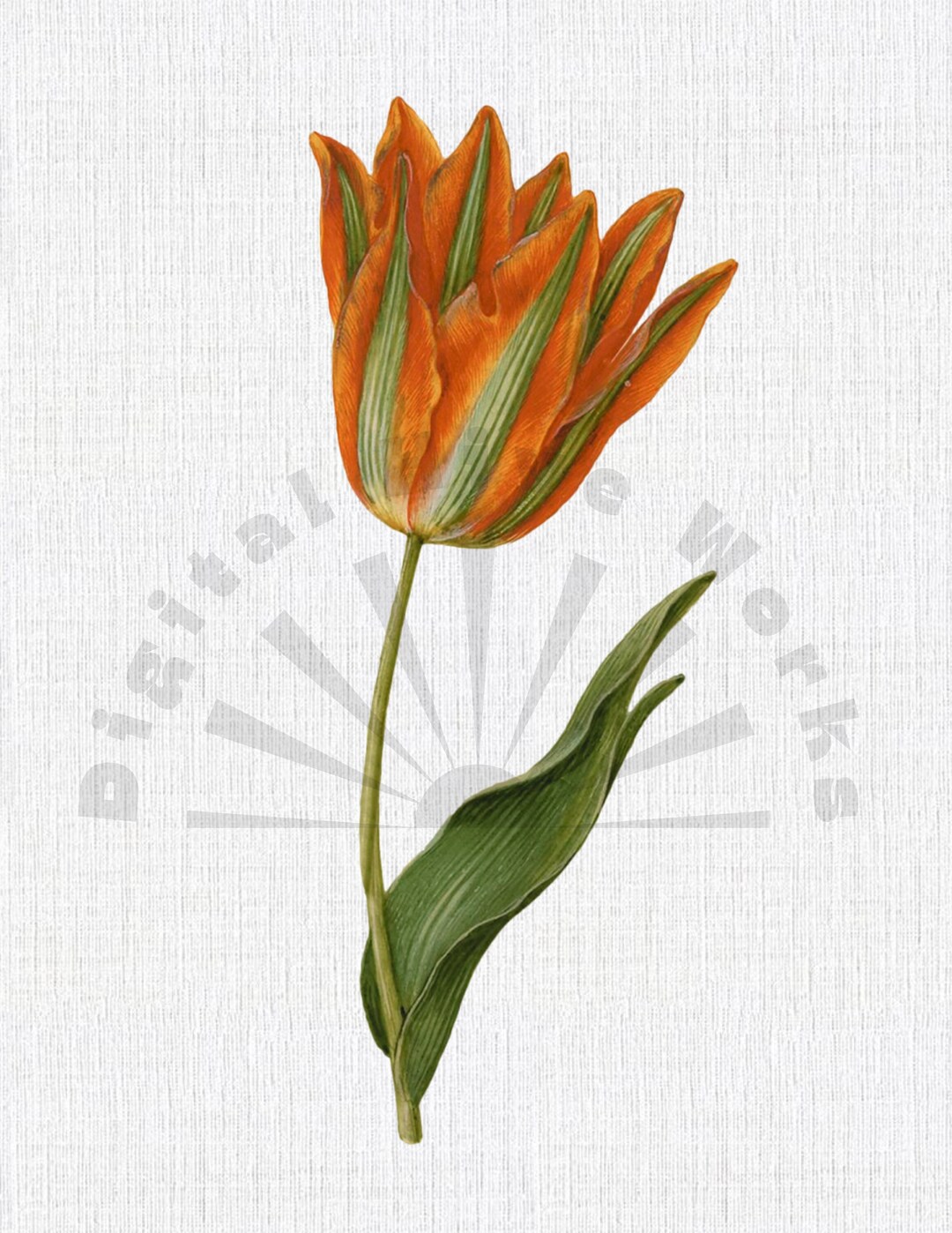 Vintage Tulip Botanical Illustration PNG Digital Download - Flowers ...
