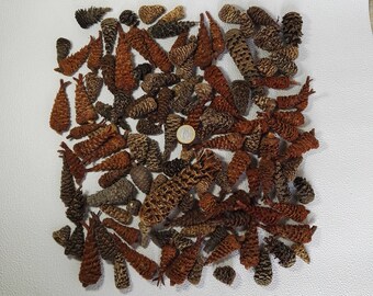 Worn pine cones collected on the beach, for home decoration, garden, terrariums, for crafts and Christmas decorations