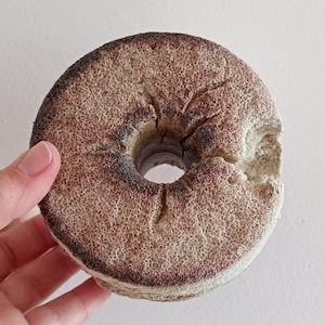 May include: A beige, ring-shaped object with a central hole. The surface has a textured, porous appearance with dark brown and reddish-purple accents around the edges. The object is held by a hand.