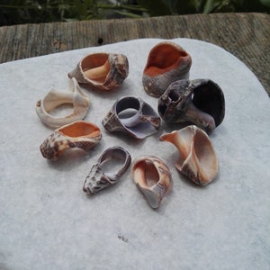 Könnte beinhalten: Eine Sammlung von zehn kleinen Muscheln in verschiedenen Brauntönen, Weiß und Orange. Die Muscheln sind in einem Kreis auf einer weißen Steinoberfläche angeordnet.