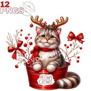 Images de chats de Noël, images PNG de chats de Noël dans un seau pour vos projets créatifs ou professionnels, usage commercial inclus