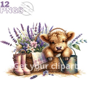 Set aus Babykuh- und Lavendel-Illustrationen, schottische Kuh-Cliparts für alle Ihre kreativen Projekte, kommerzielle Nutzung inklusive