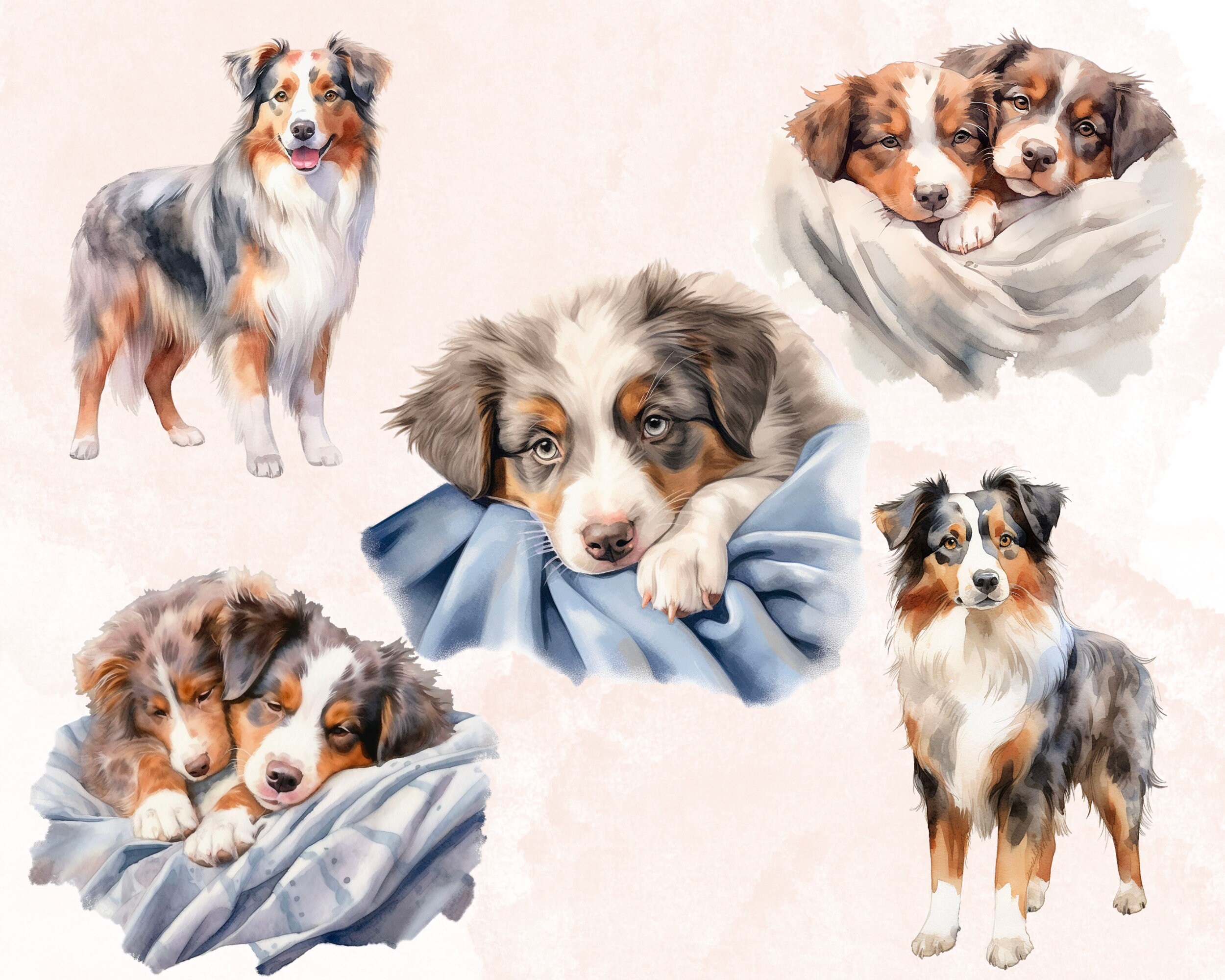 Digital Clipart Png Australian Shepherd, Australian Shepherd Watercolor ...