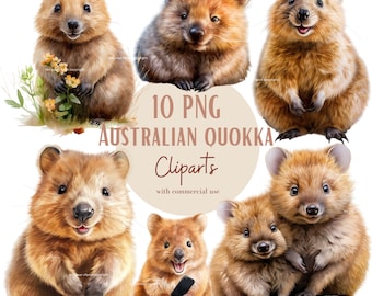 Quokka clipart bundle, Australia clipart,  High quality png files, Set of 10, With transparent background, Commercial use, Instant download