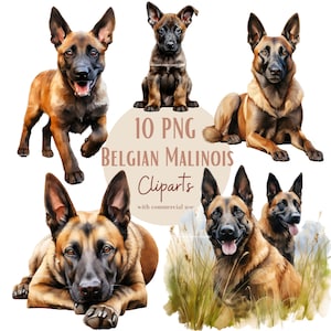 Images de chien Bergers Malinois, Images PNG de chiens Malinois pour vos projets créatifs ou professionnels, usage commercial inclus