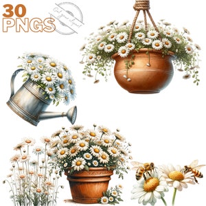 Ensemble d'illustrations de Marguerites, Cliparts de fleurs printanières façon aquarelle pour tous vos projets créatifs et professionnels
