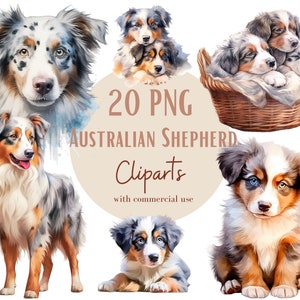 Images de Bergers australiens, Images PNG de chiens et chiots pour vos projets créatifs ou professionnels, usage commercial inclus